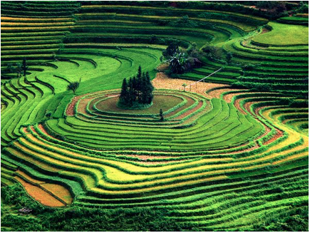 vietnam terraces fields